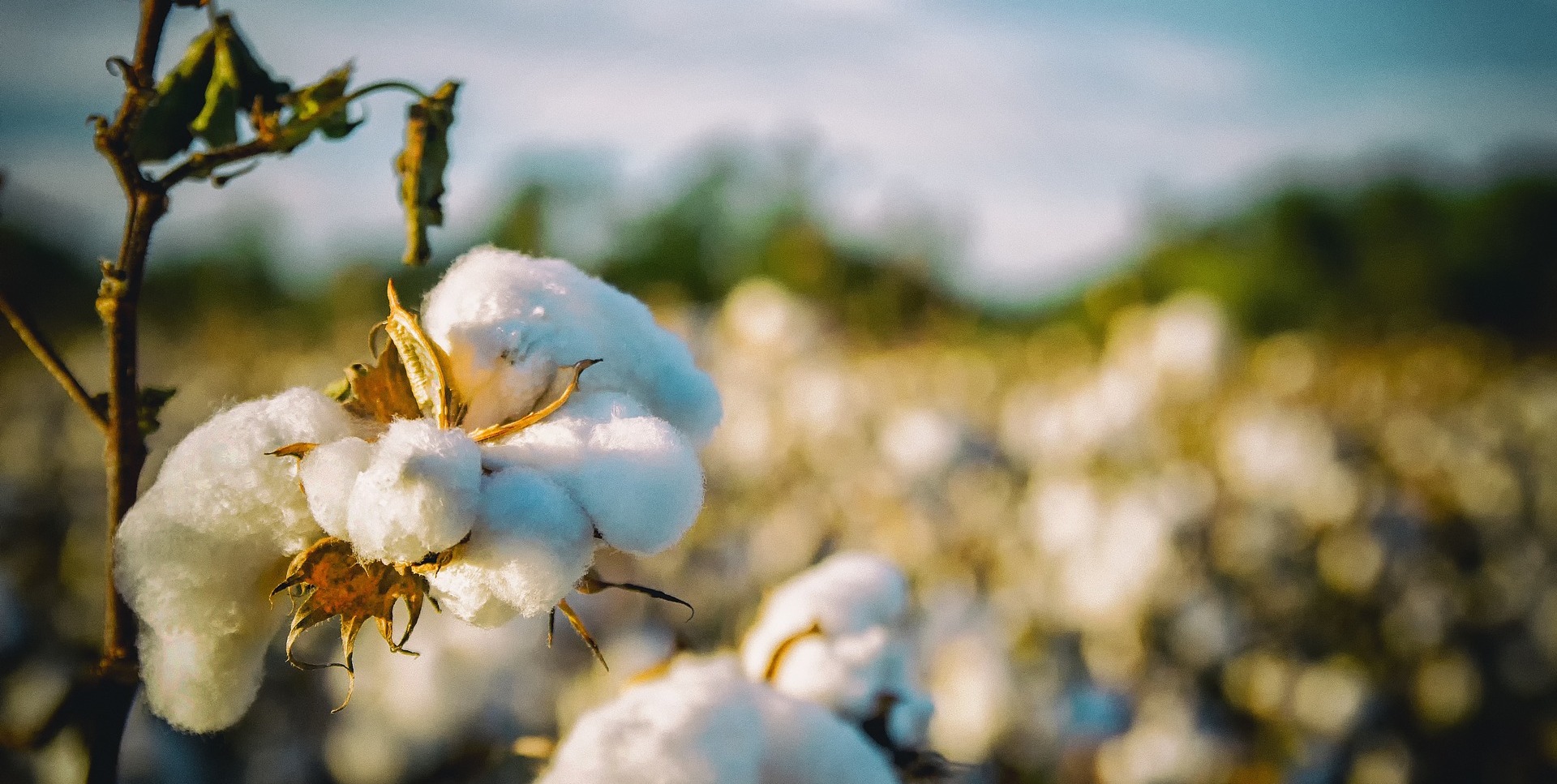Why to choose organic cotton